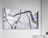 beakaboo panoramic orientation  Acrylic Print