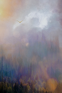 into the mystic