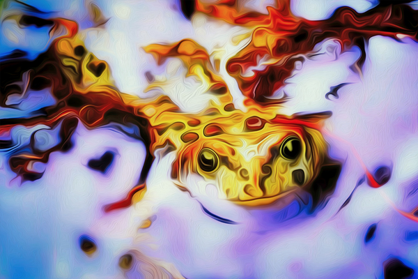 simba and the toad by shawn morris creative