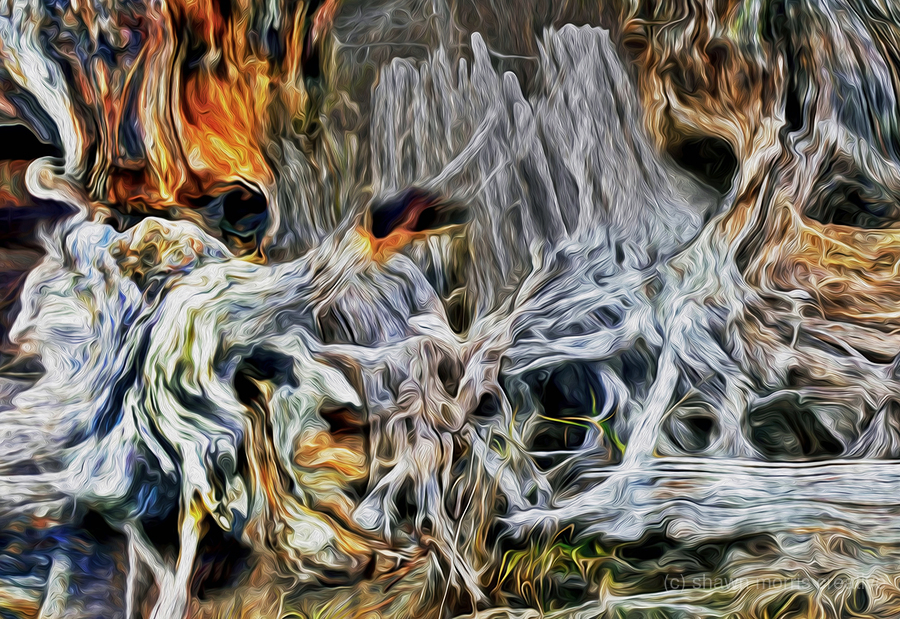 petrified at low tide  Print