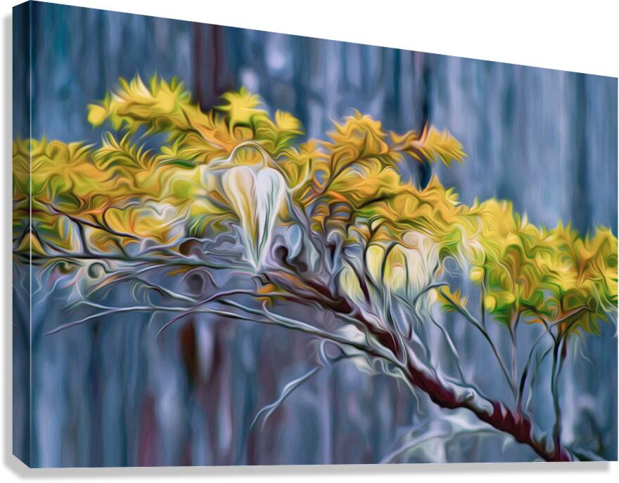moss hawk  Canvas Print