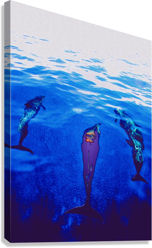 bow pod  Canvas Print