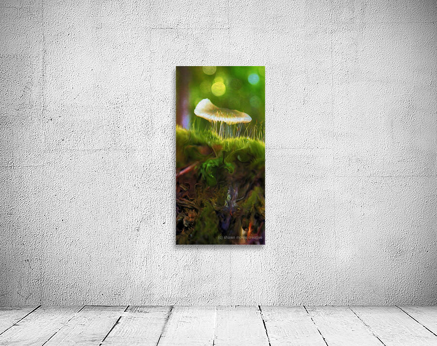 magic underfoot by shawn morris creative